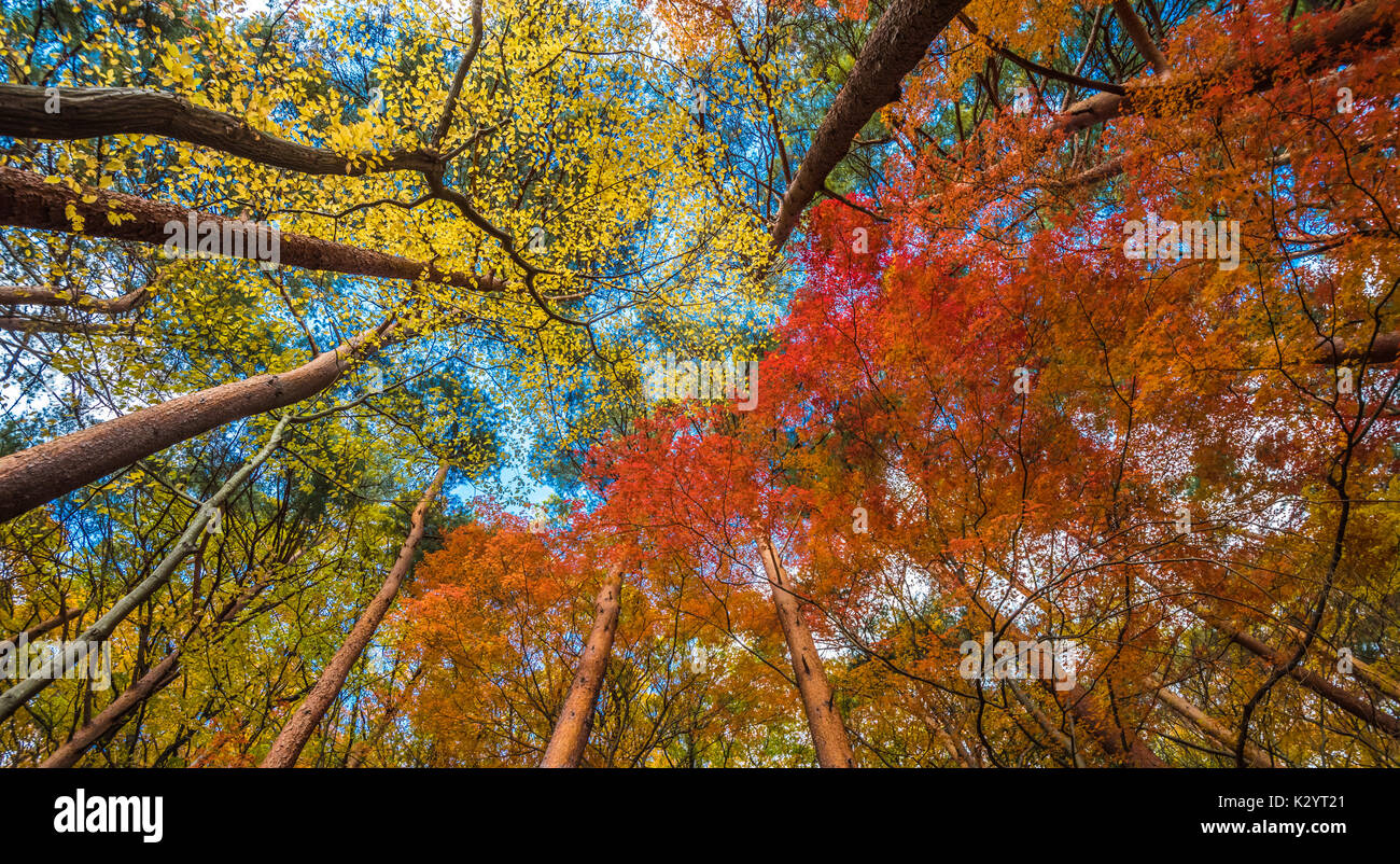 multi color trees in the autunm forest Stock Photo