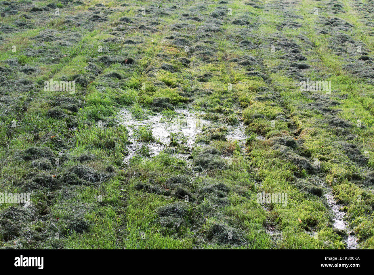 mowed mechanically the grass in the clearing parallel tracks run in