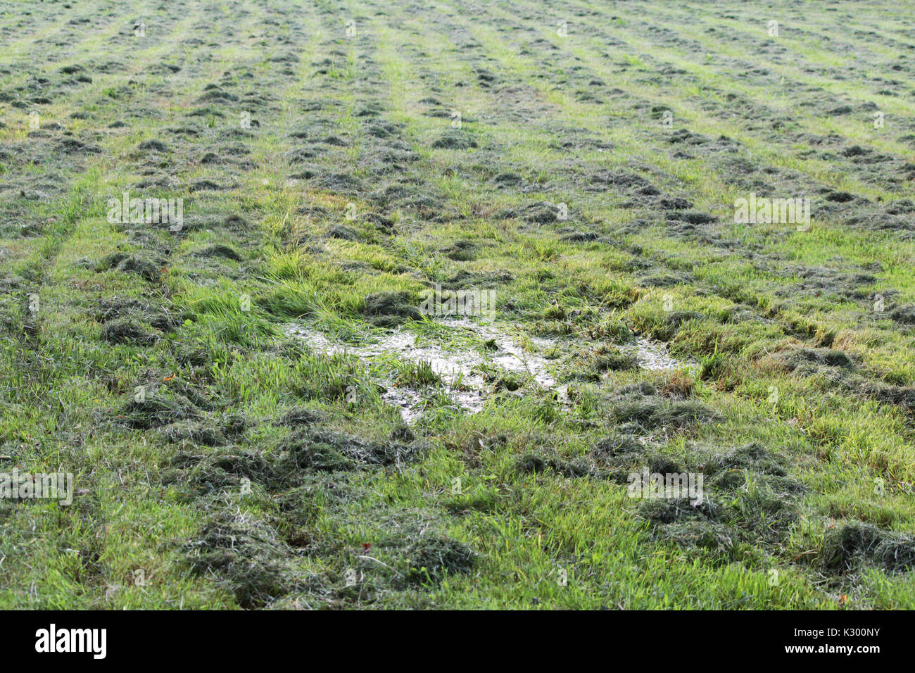 mowed mechanically the grass in the clearing parallel tracks run in