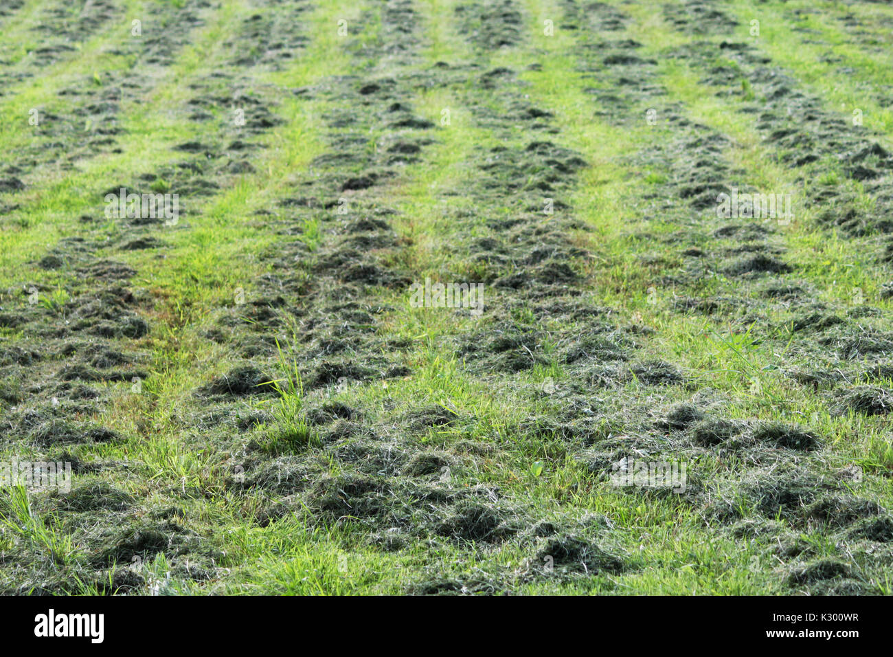 mowed mechanically the grass in the clearing parallel tracks run in