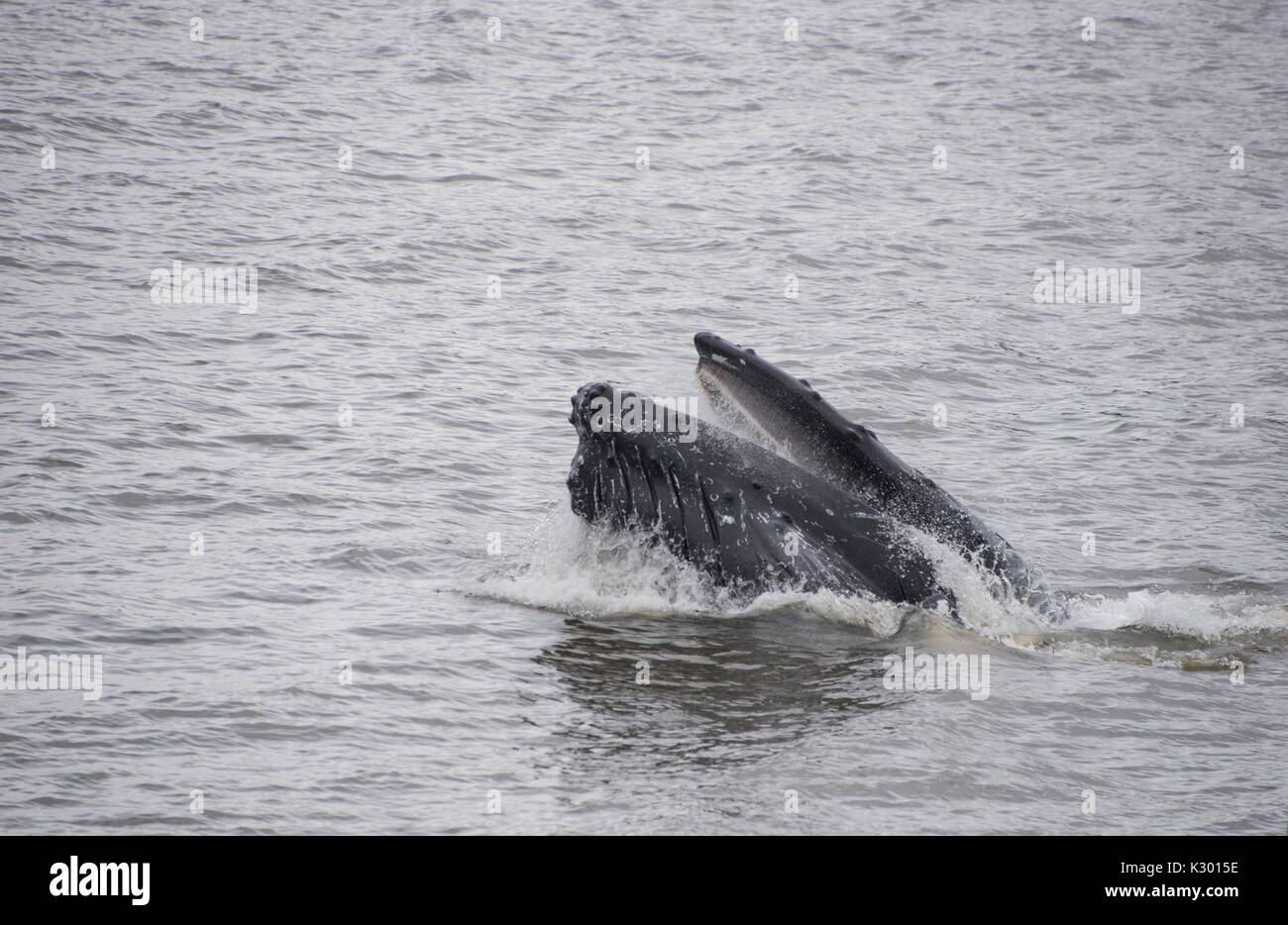 Humpback whale mouth hi-res stock photography and images - Alamy