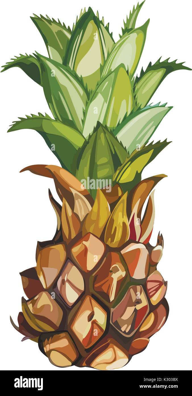 Composition with watercolor hand drawn ananas. Background for food packaging, cards posters. isolated on white . Stock Vector