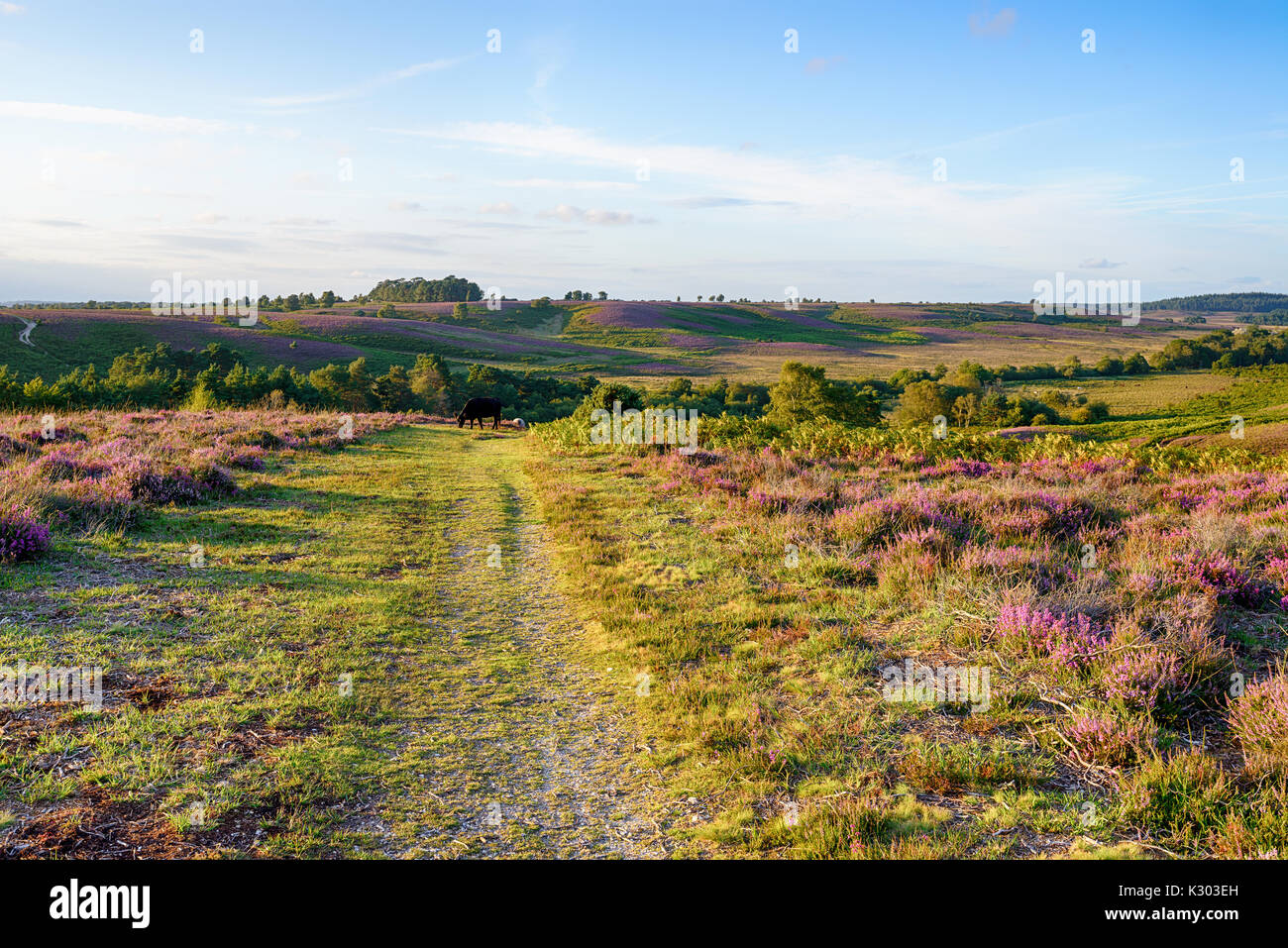 A summer evening at Rockford Common in the New Forest National Park near Ibsley in Hampshire Stock Photo