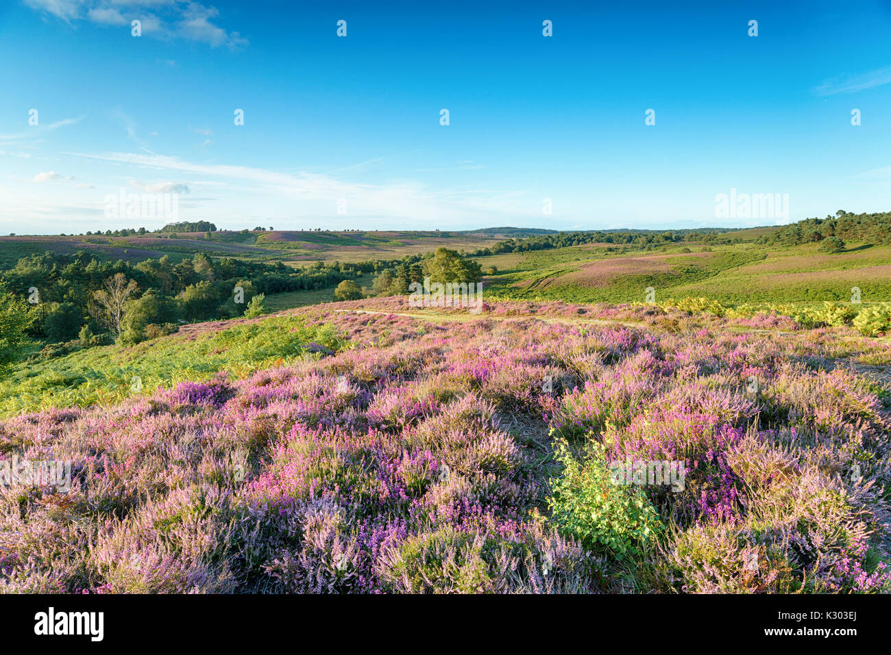 Heather in bloom in at Rockford Common in the New Forest National Park in Hampshire Stock Photo