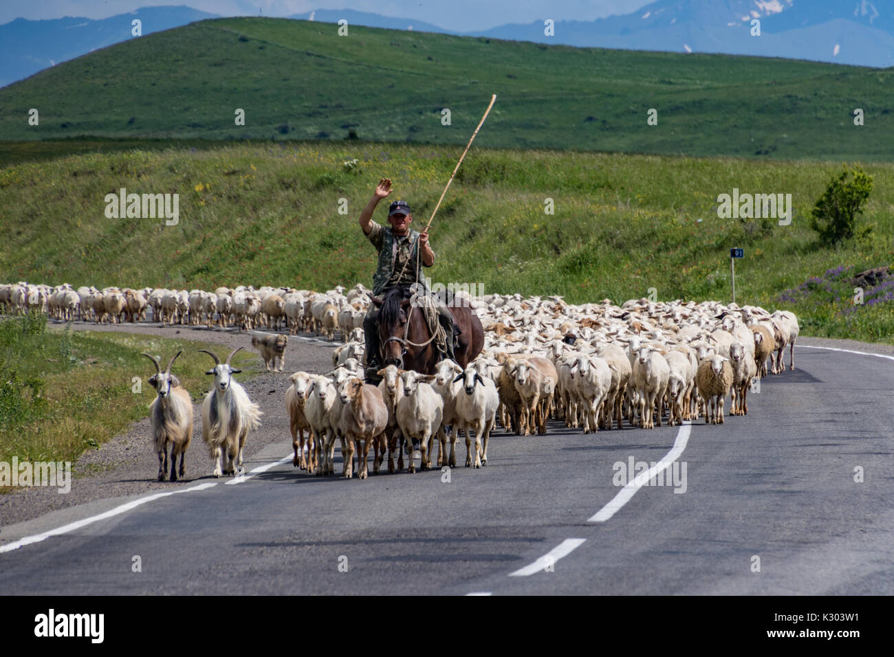 Sheep herder with his flock on the road in Goris, Armenia on June 16
