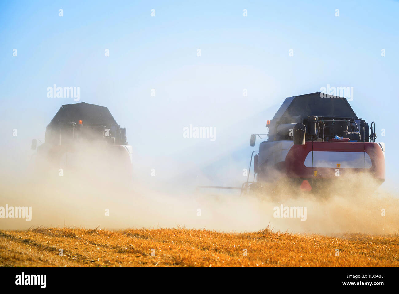 Grain harvesting combines work in wheat field Stock Photo Alamy
