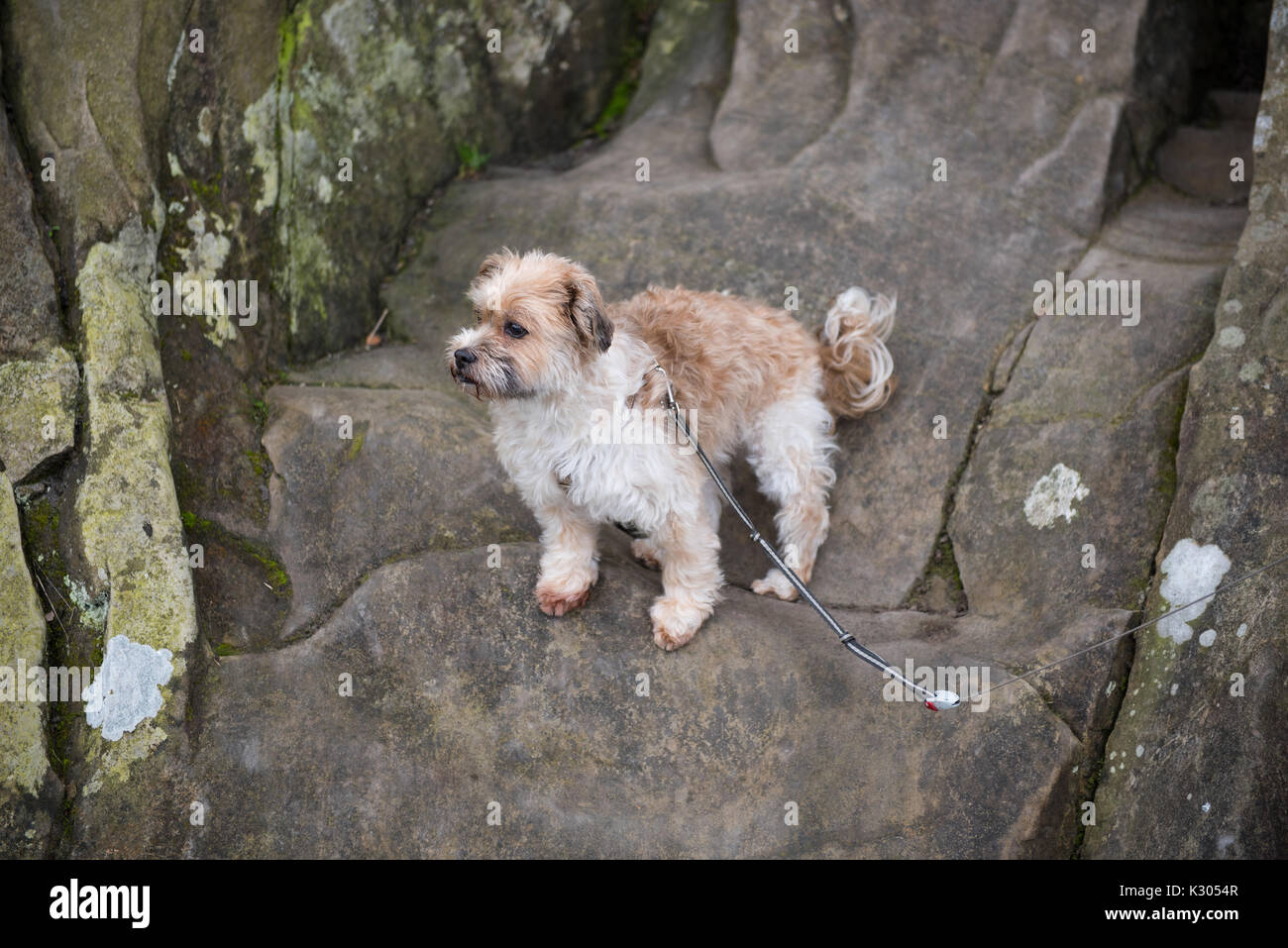 Dogs That Climb Rocks small dog on a leash climbs on rocks Stock Photo - Alamy
