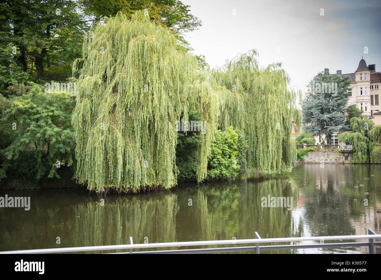 Lake with weeping willows in the castle in the city of Detmold Stock Photo