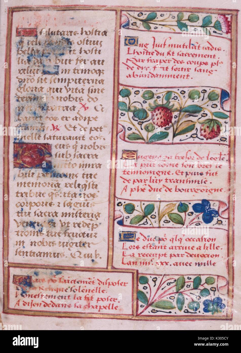 Illuminated manuscript page of French verse concerning a relic at Dijon, with decorative fruit and flowers, from the 'In comenza la meditatione in vulgare sopra la passione, ' a 15th century Latin book of hours, 2013. Stock Photo