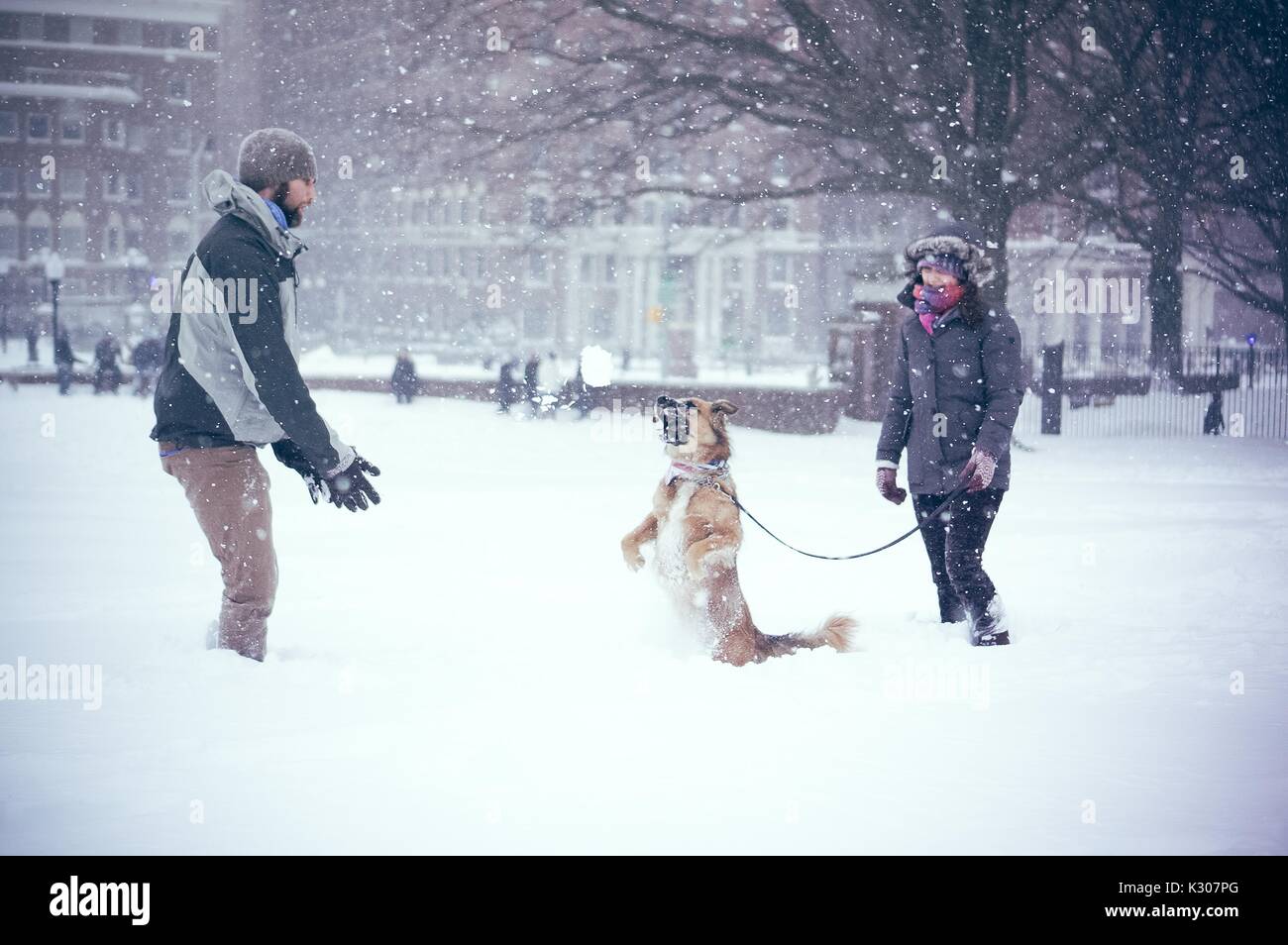 A dog stands on his hind legs covered in snow, while his female owner holds him by leash and his male owner stands in front tossing him snowballs, on a snow day at Johns Hopkins University, Baltimore, Maryland, 2016. Stock Photo
