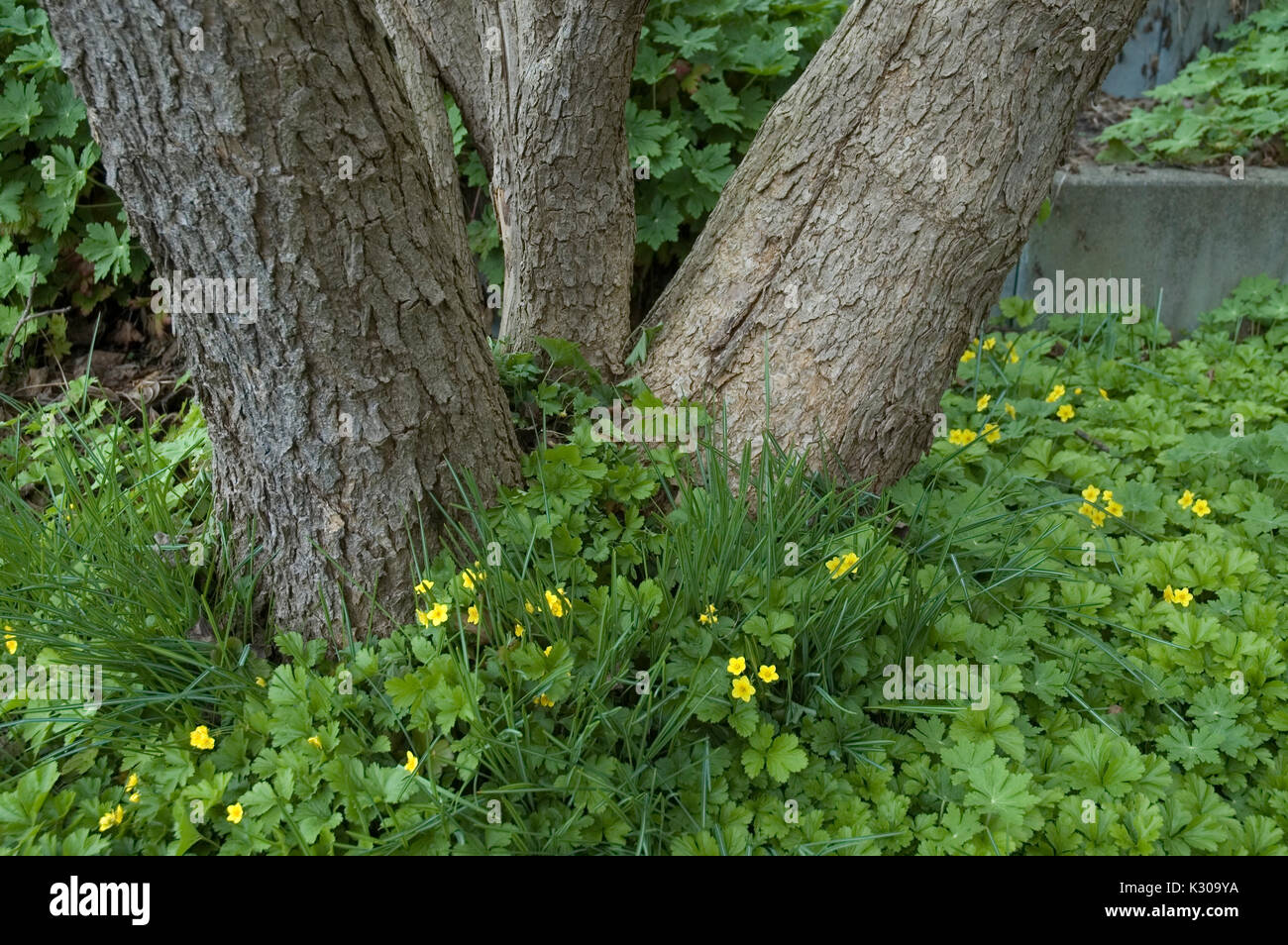 barren strawberries growing round a tree trunk Stock Photo