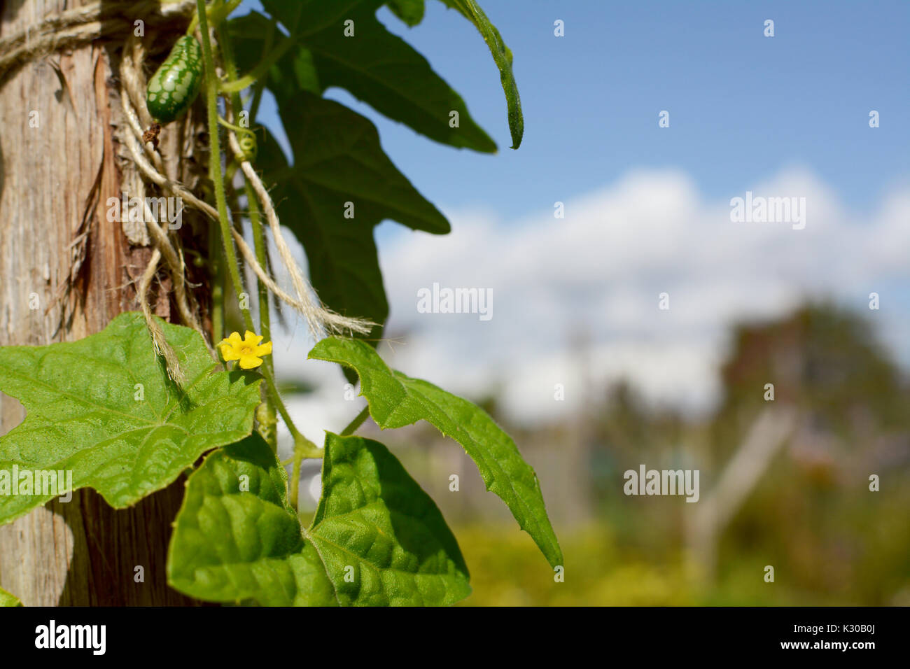 Small yellow flower on cucamelon vine, growing up a wooden pole. Allotment and blue sky beyond. Stock Photo