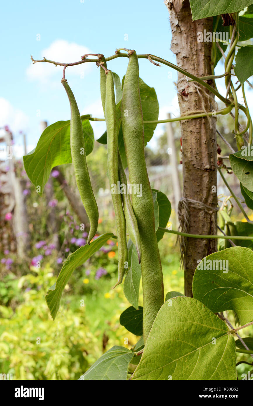 Long runner beans hanging from the vine in selective focus; allotment garden and flowers beyond Stock Photo