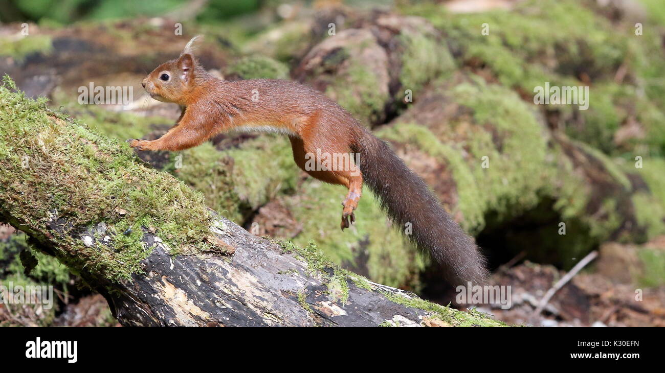 Jumping Red Squirrel Stock Photo