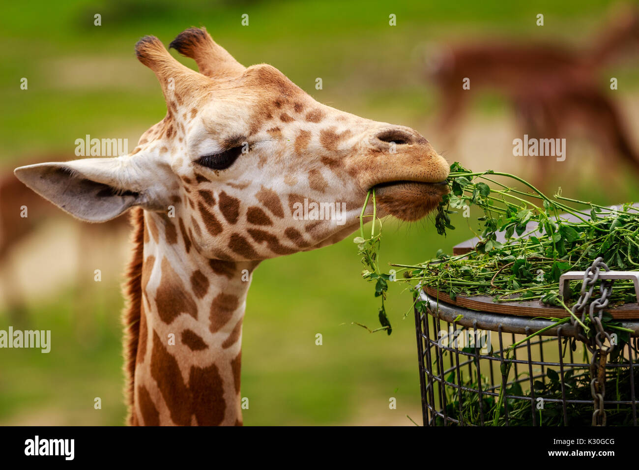 Giraffe eating in a zoo.  Planckendael zoo, Mechelen, Flanders, Belgium Stock Photo
