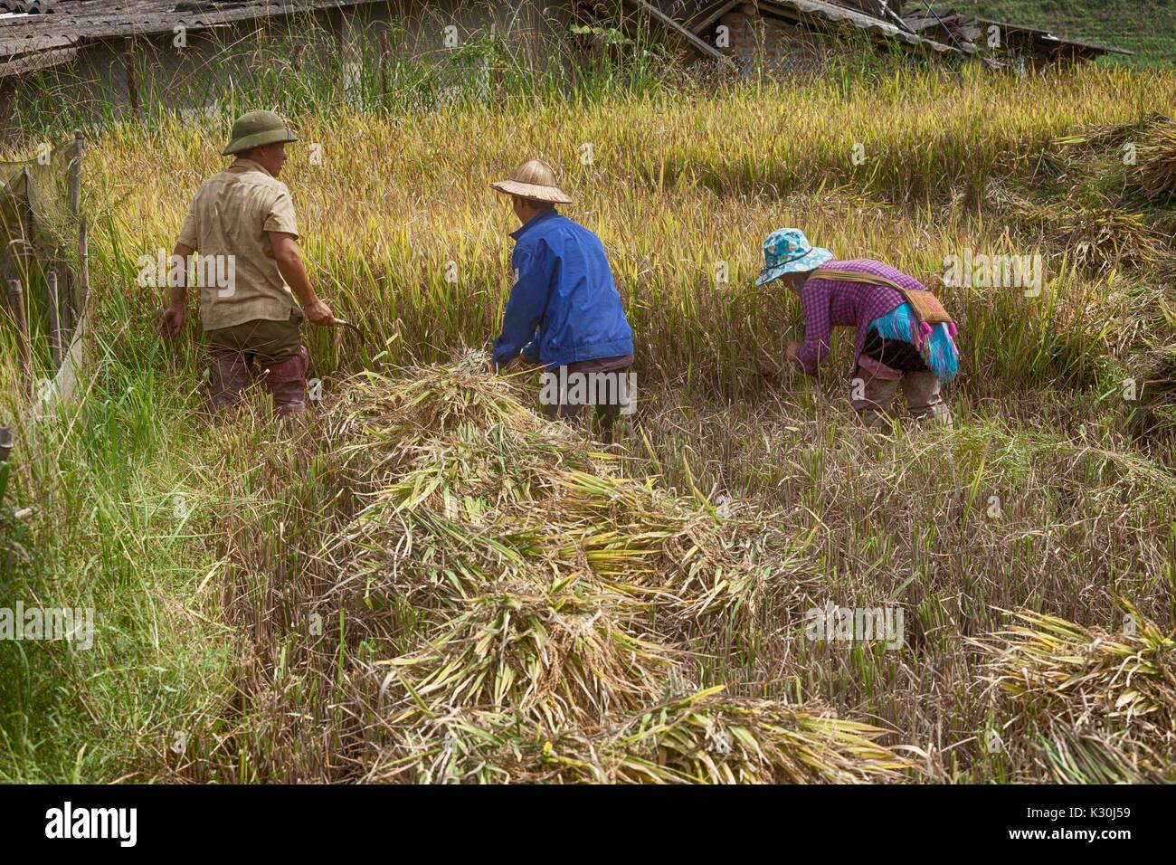 Rice Terraces in Vietnam Stock Photo - Alamy