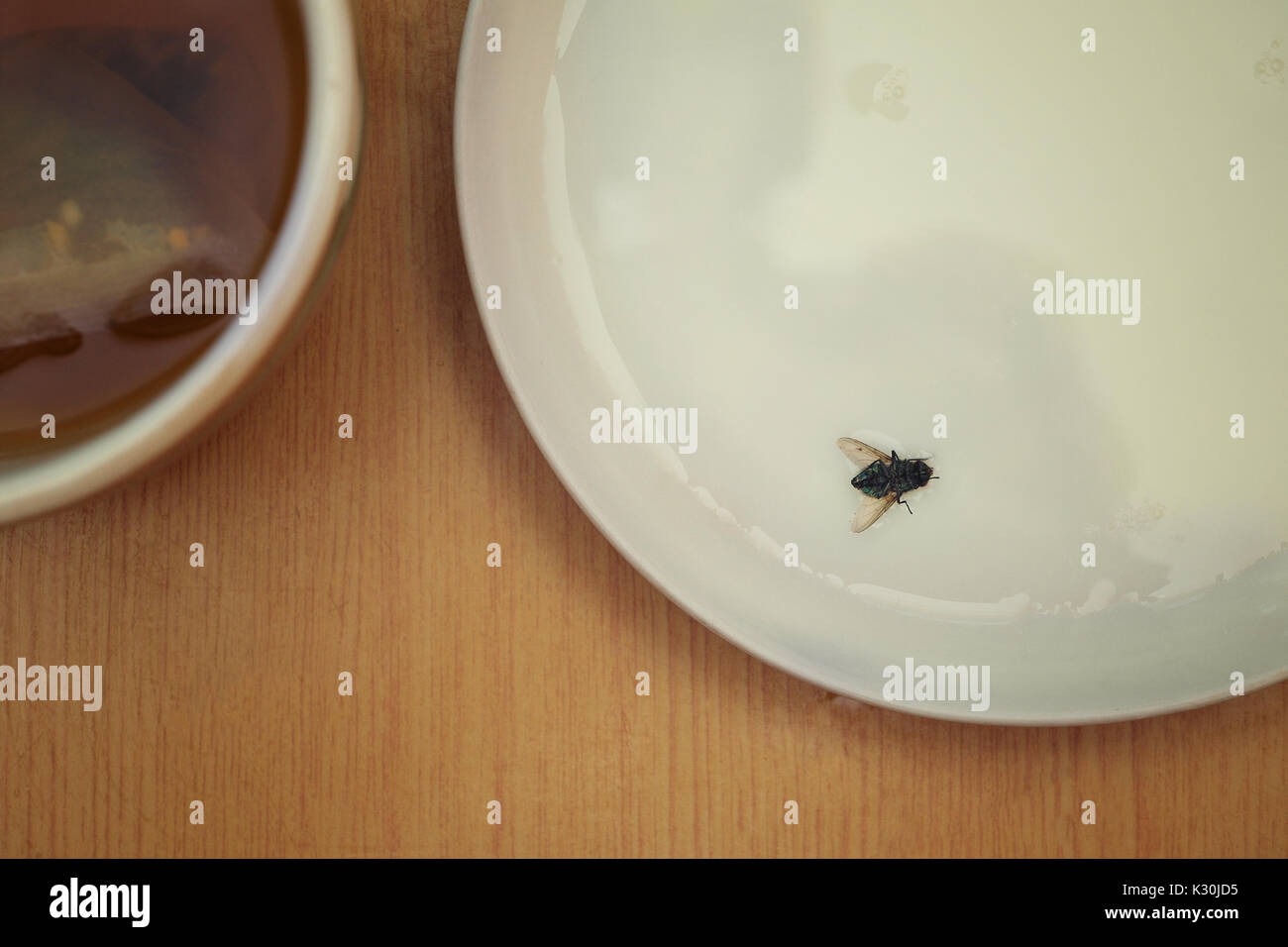 Fly landed in a saucer with milk, overhead view cropped photo Stock