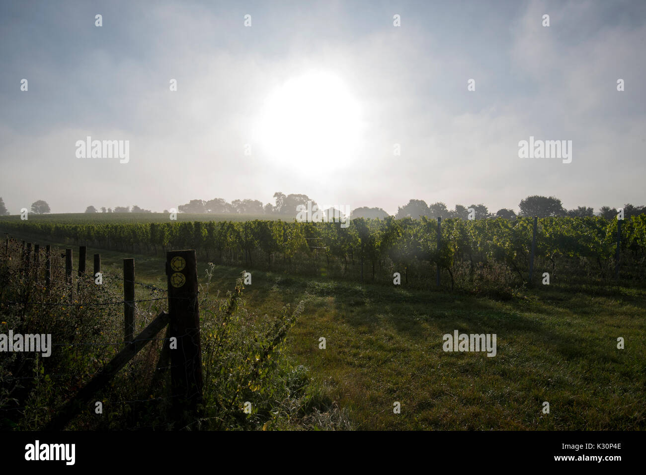 English vine yard, rows of grape vines in early morning mist and low sun, late August as the grapes ripen. Kent, UK Stock Photo