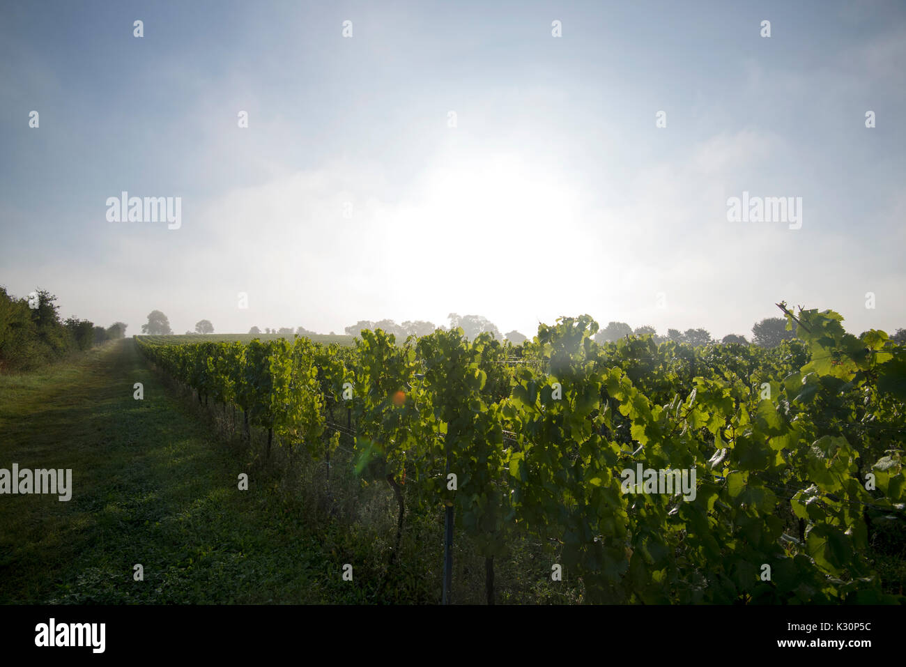 English vine yard, rows of grape vines in early morning mist and low sun, late August as the grapes ripen. Kent, UK Stock Photo