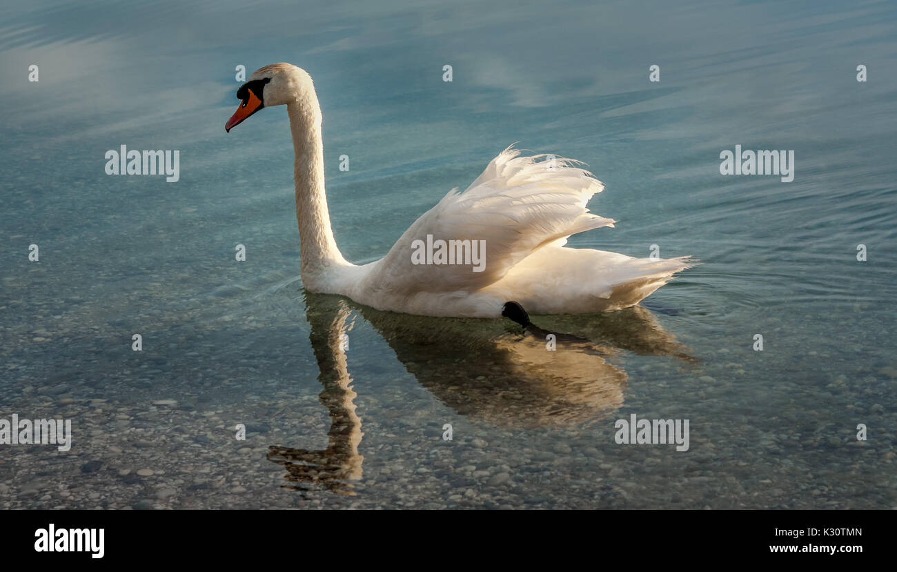 A beautiful swan enjoying swimming in the lake Stock Photo