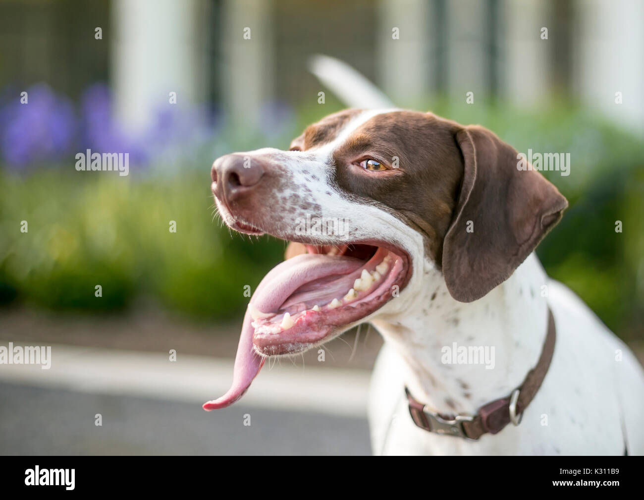 An English Pointer mixed breed dog with a long tongue panting Stock Photo