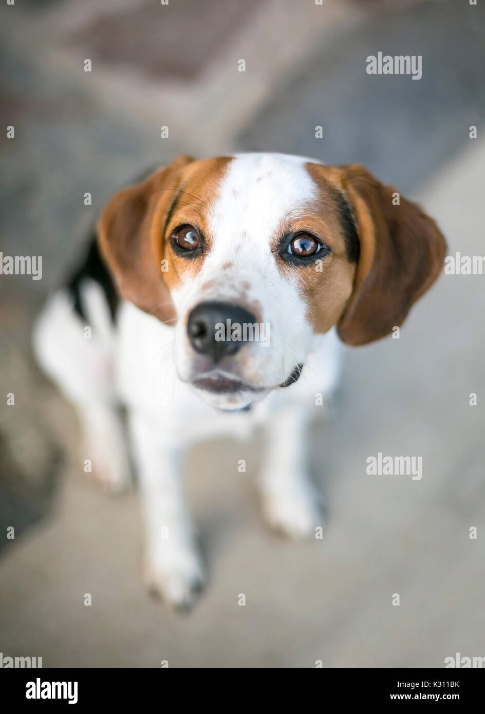 A Beagle mixed breed dog sitting and looking up at the camera Stock Photo