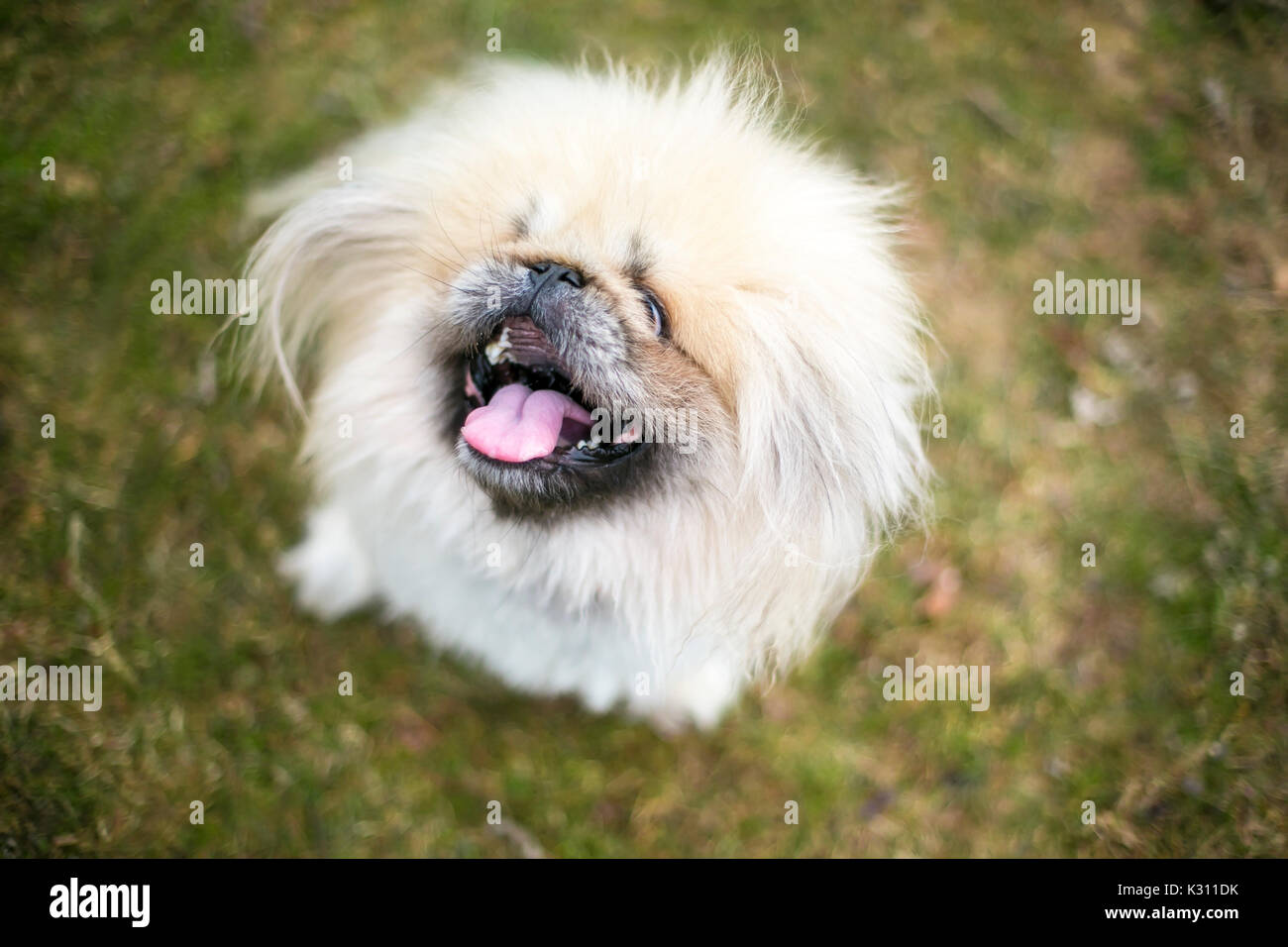 Fuzzy purebred Pekingese dog Stock Photo