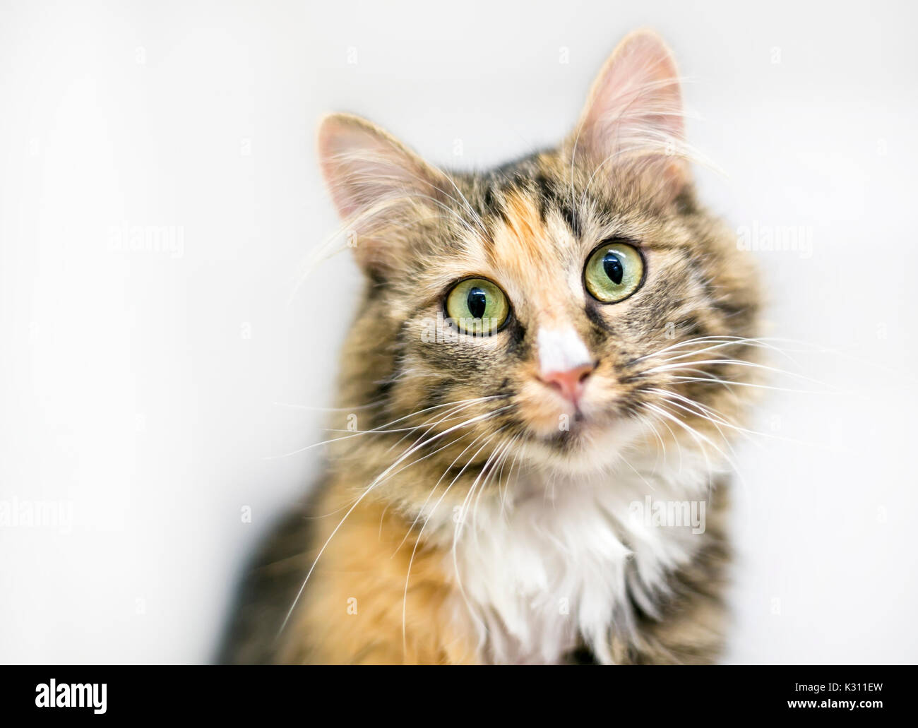 Medium hair hotsell calico cat