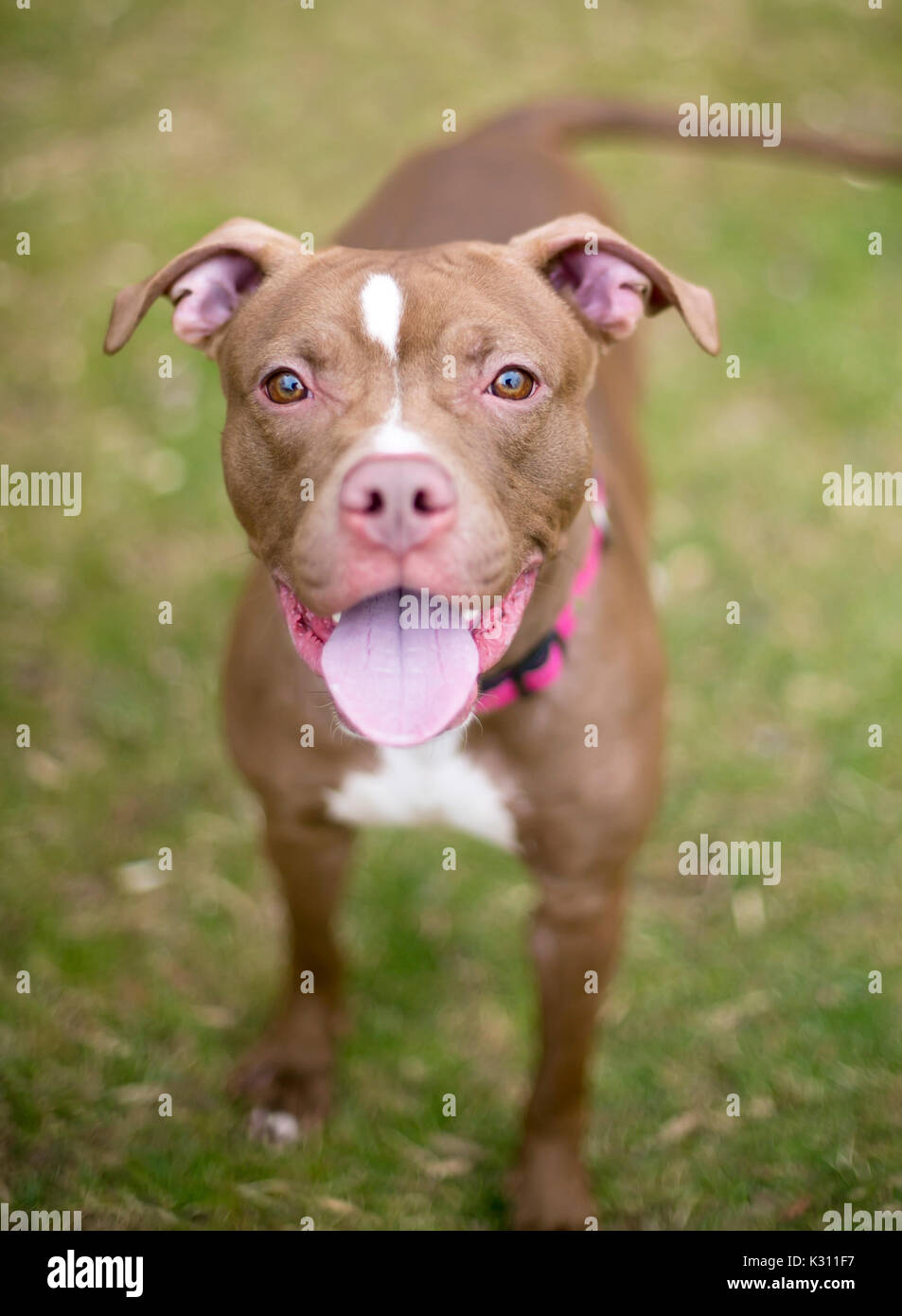A red and white Pit Bull Terrier mixed breed dog with a happy expression, wearing a pink collar Stock Photo