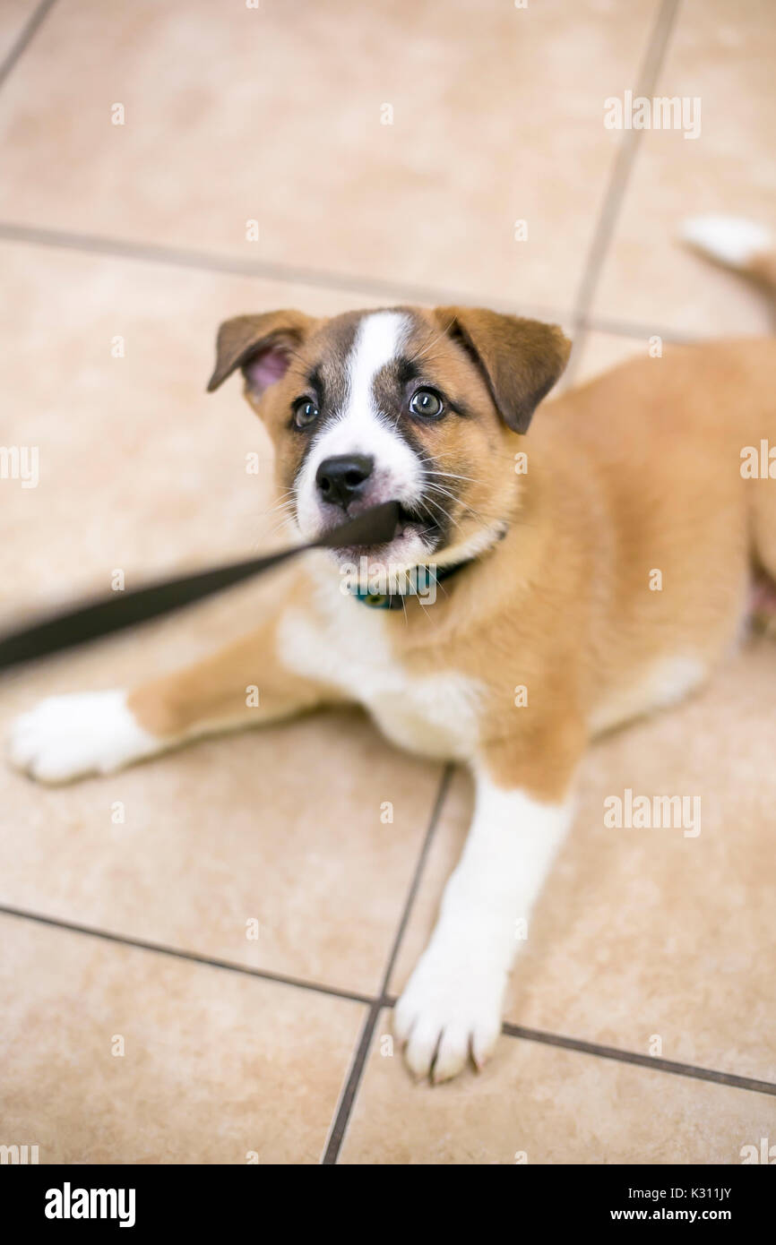 Puppy playing a game of tug with its leash Stock Photo