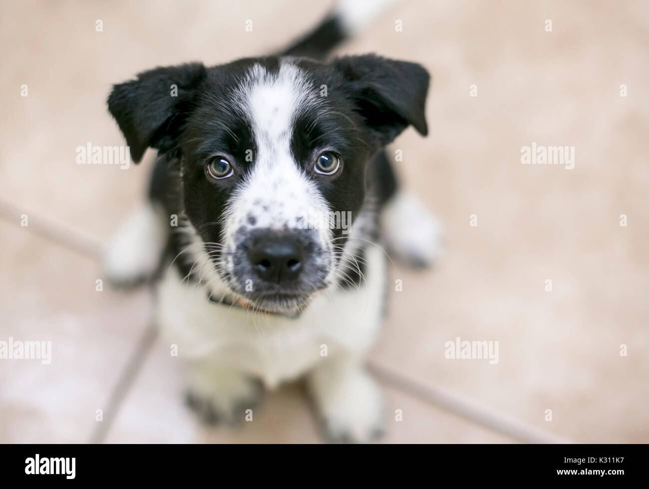 What Mix Is My Border Collie
