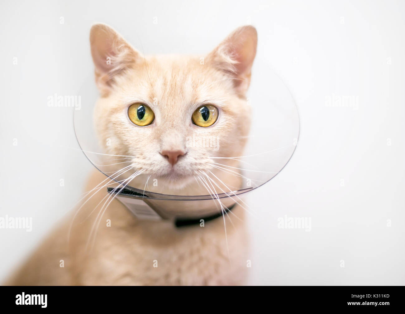 Cat elizabethan collar hi res stock photography and images Alamy
