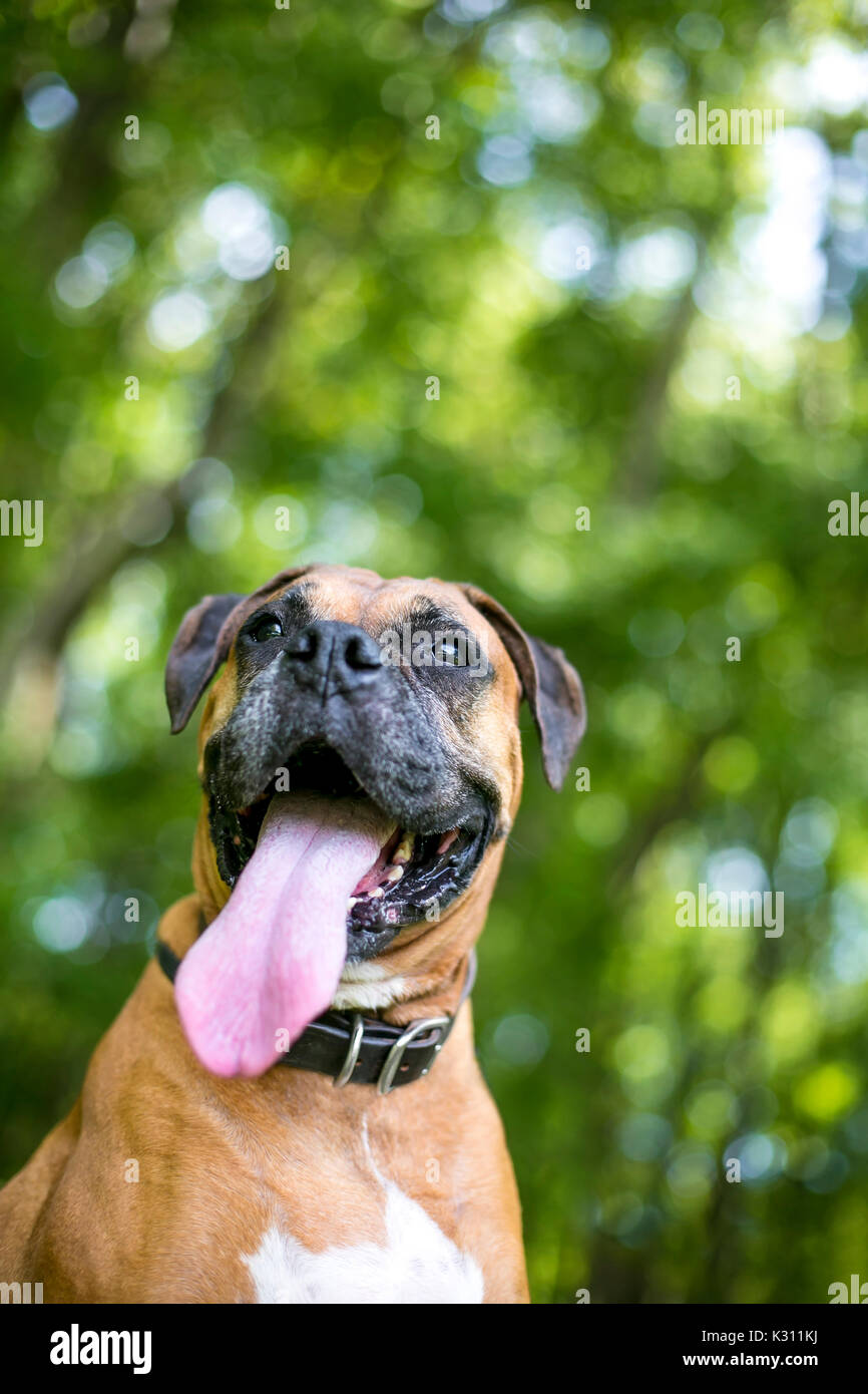 A purebred Boxer dog panting with a long tongue hanging out of its
