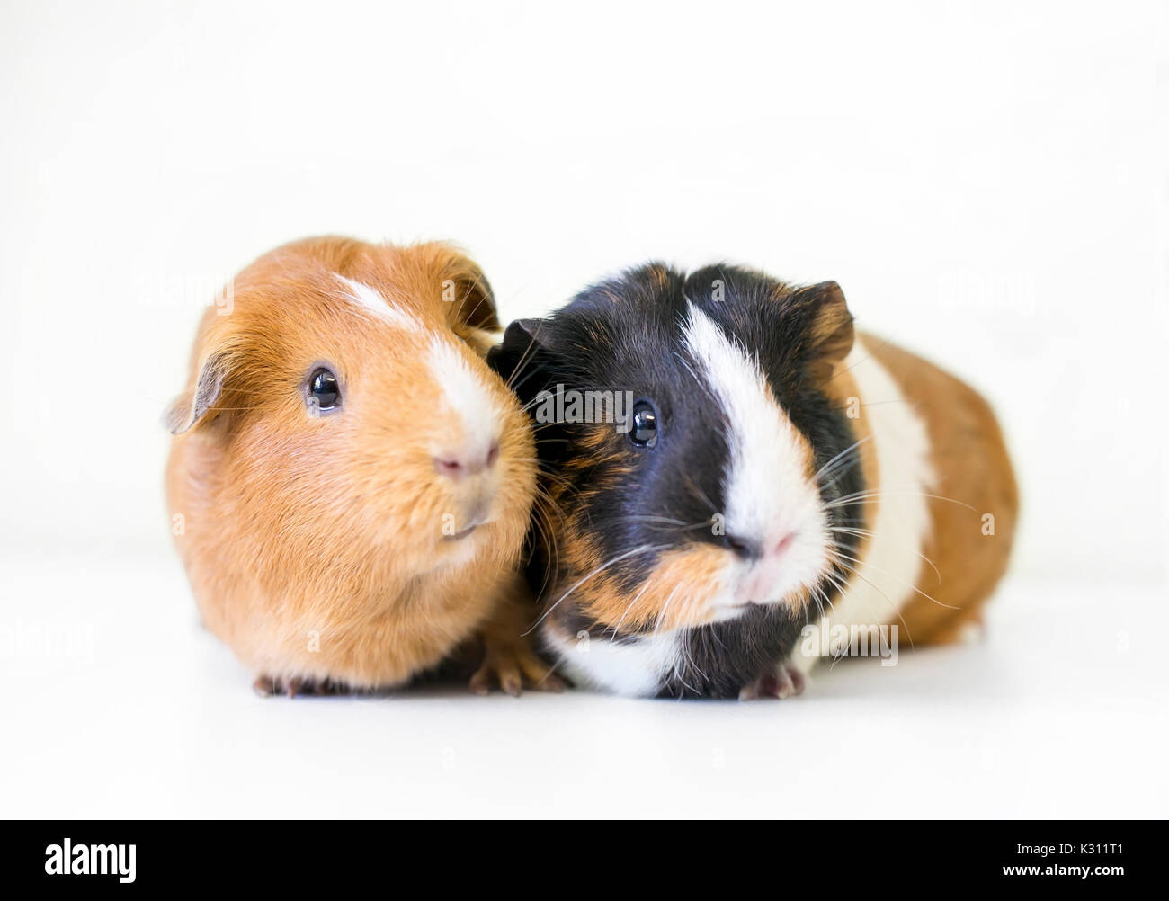 should guinea pigs be in pairs