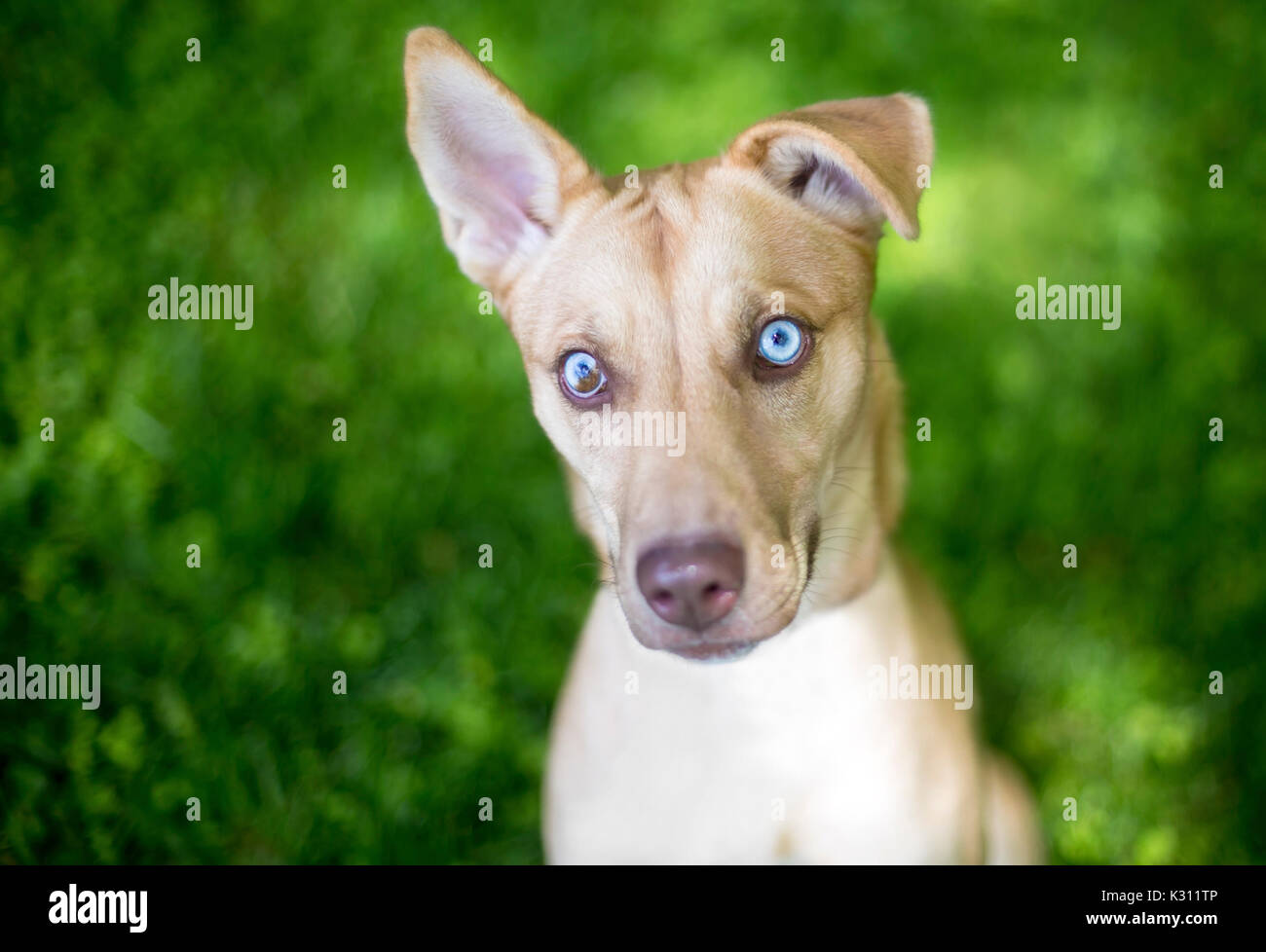 A mixed breed dog with sectoral heterochromia in its eyes Stock Photo