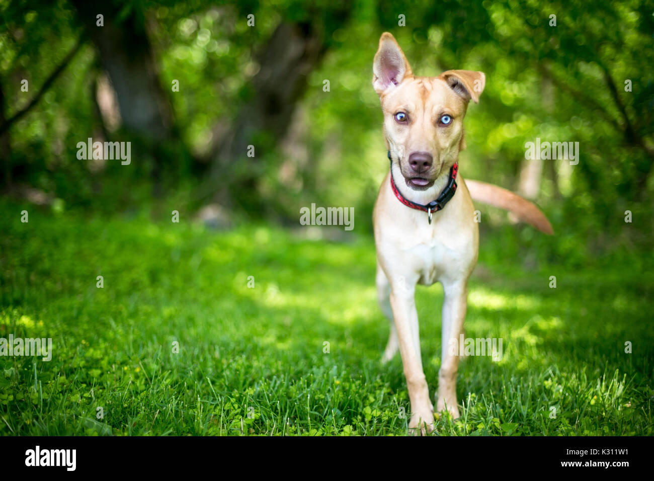 A mixed breed dog with sectoral heterochromia in its eyes Stock Photo