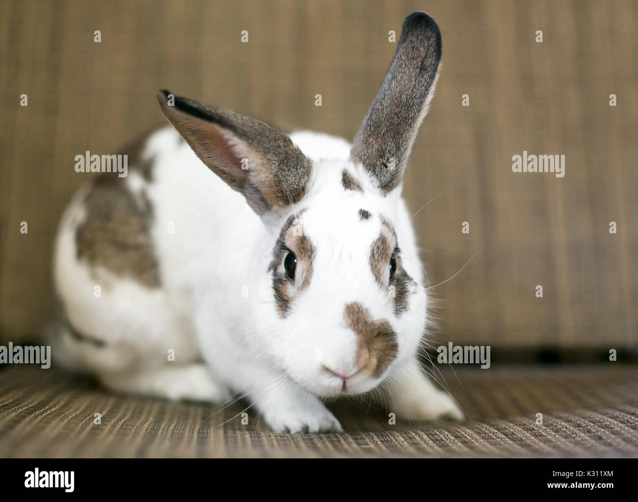 A domesticated pet rabbit with white and brown markings Stock Photo - Alamy