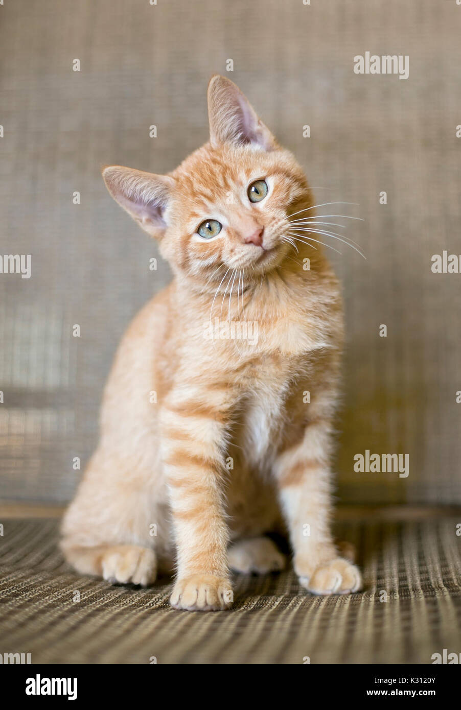 A curious orange tabby kitten listening with a head tilt Stock Photo