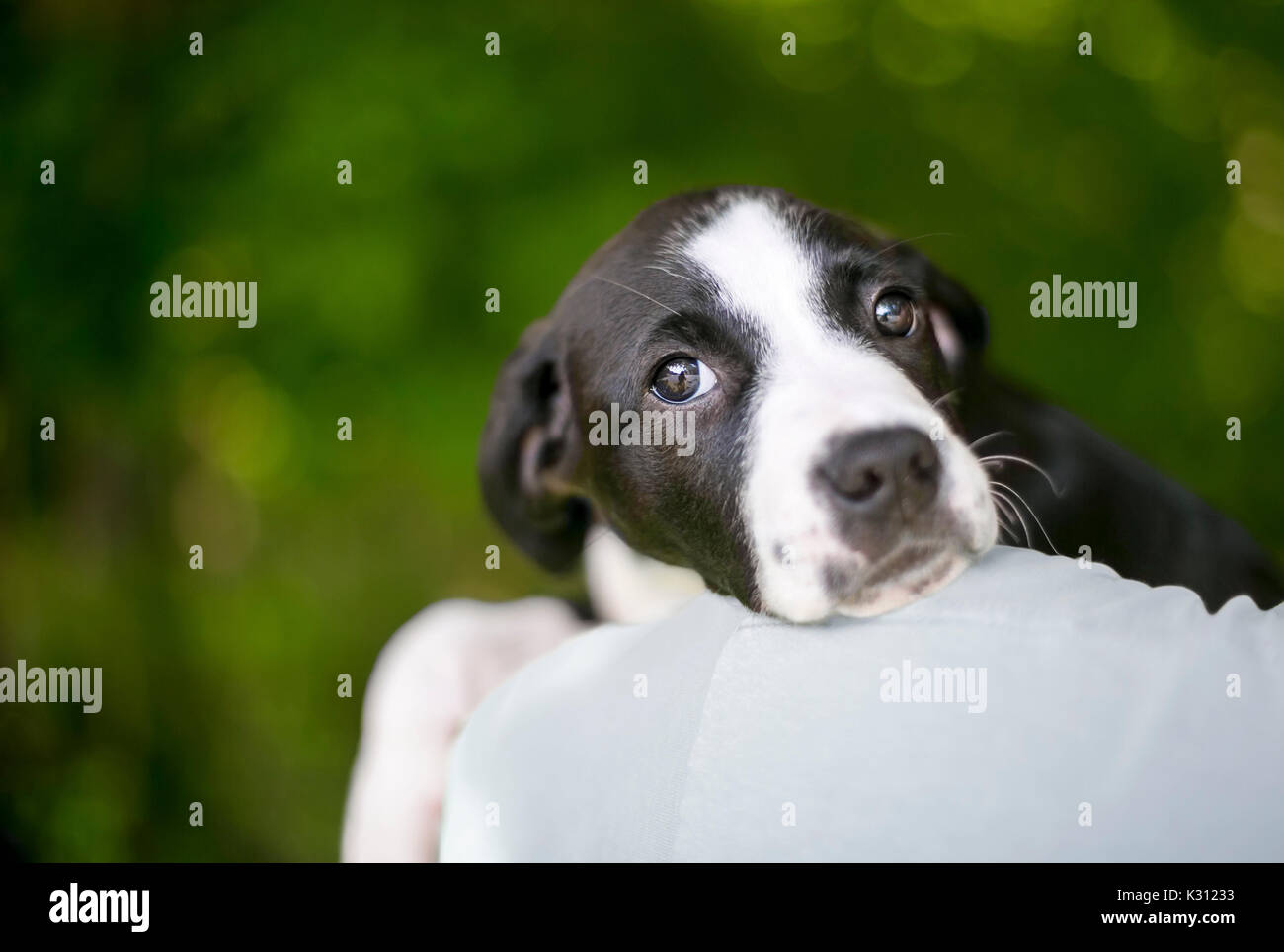 A black and white puppy with a sad expression, looking over a person's shoulder Stock Photo
