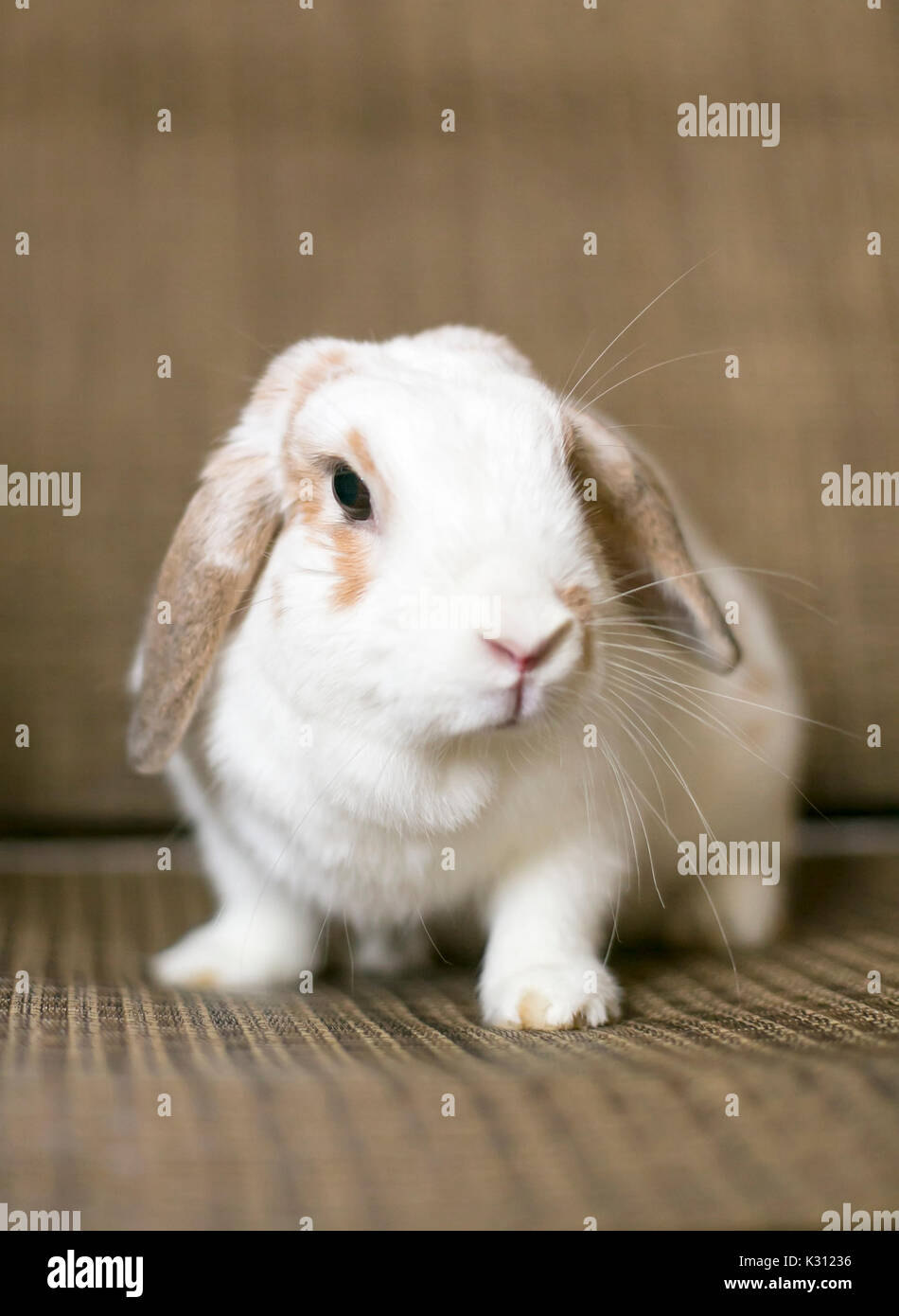 A white and brown Holland Lop Eared Rabbit Stock Photo
