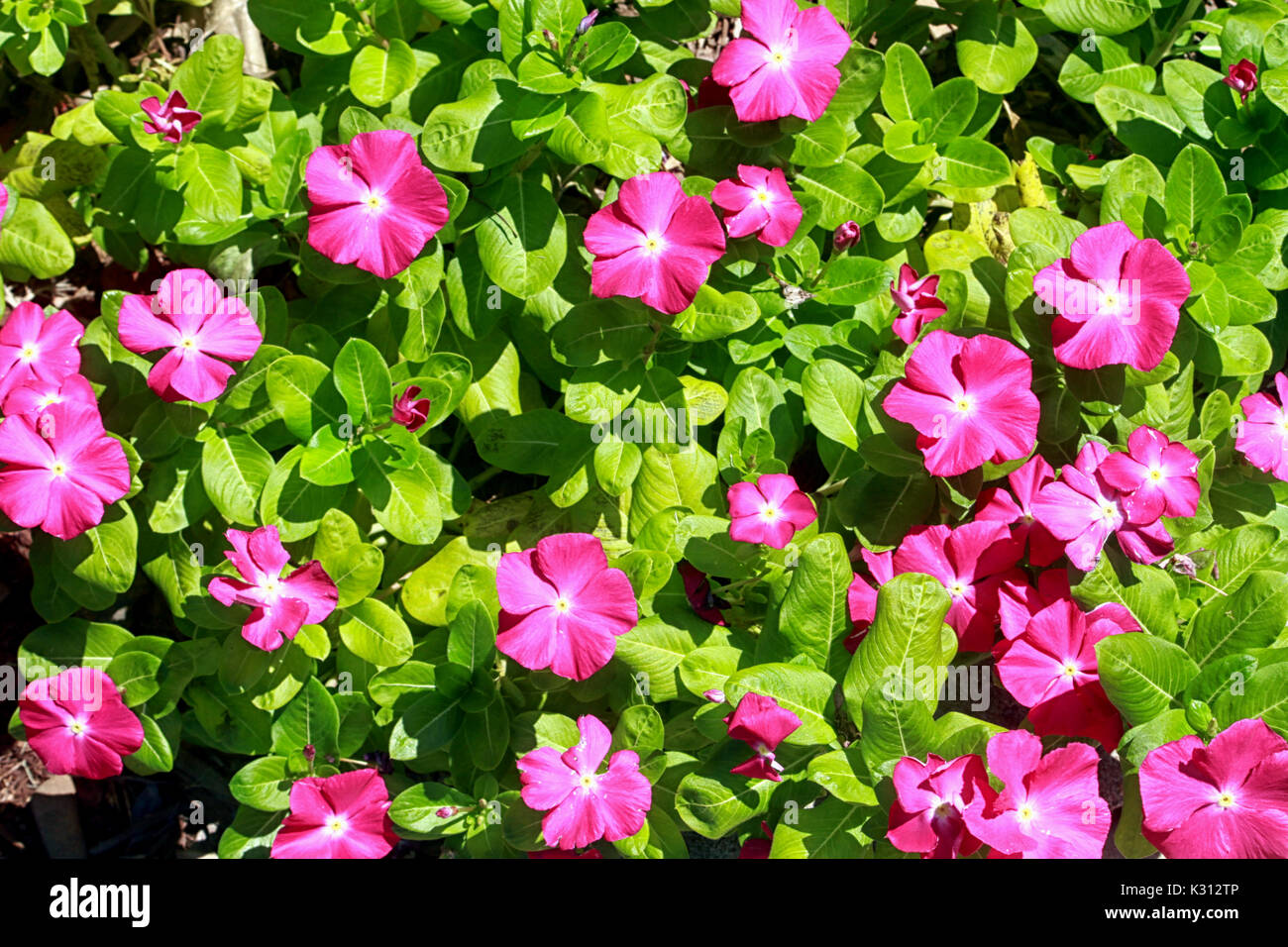 Pink blossoms of a Madagascar periwinkle plant stand out against the bright green leaves. Stock Photo