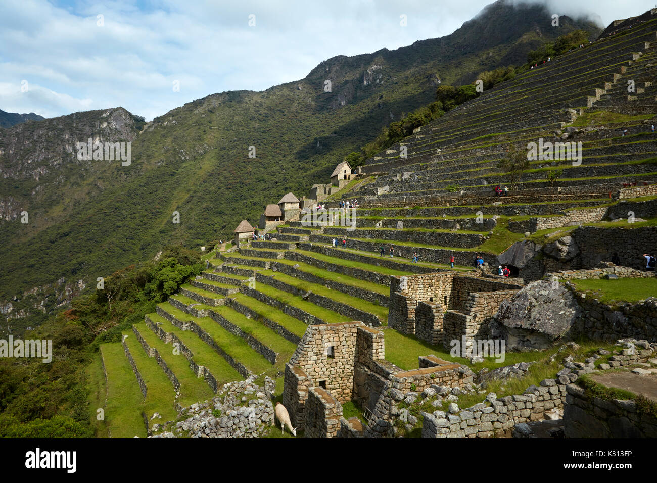 Tourists on agricultural terraces, Machu Picchu (World Heritage Site), Sacred Valley, Peru, South America Stock Photo