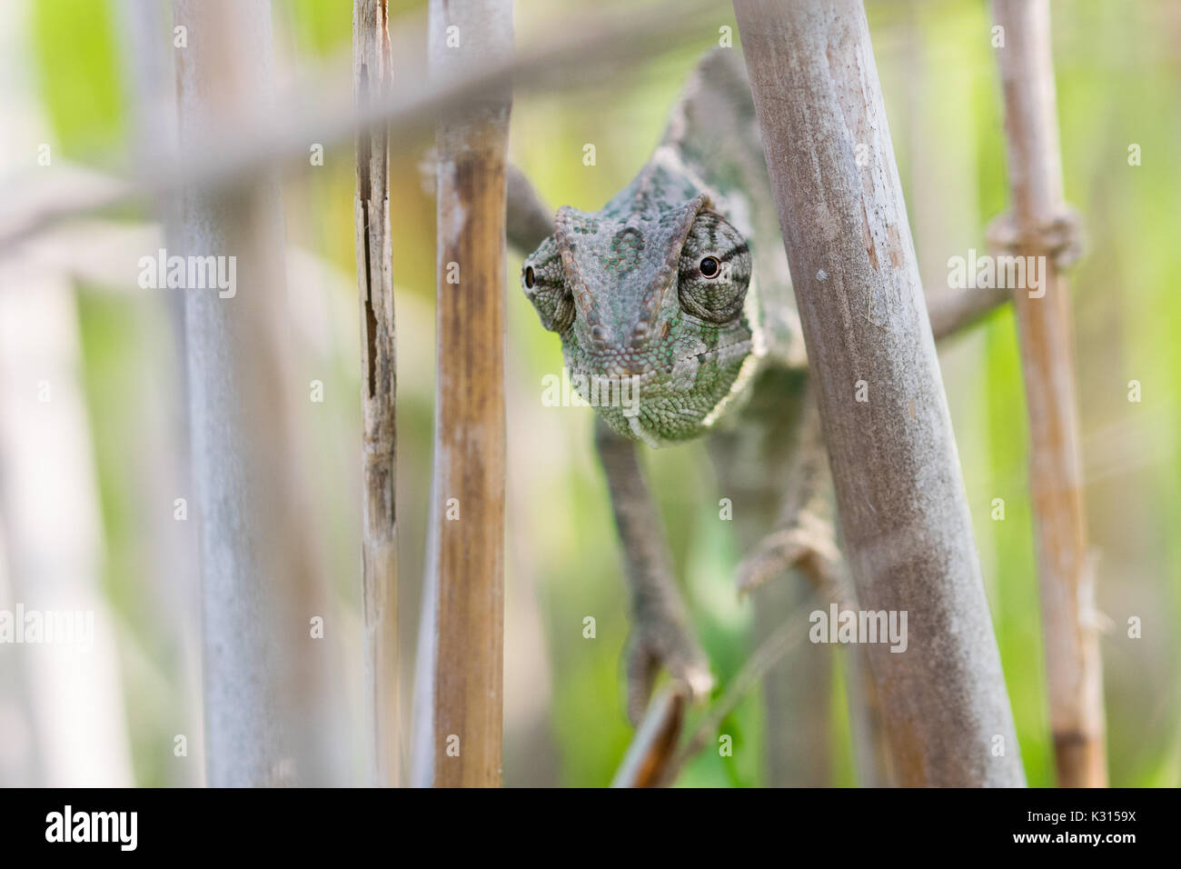 Mediterranean Chameleon, Chamaeleo chameleon stretched out on bamboo sticks, hoping it is not being seen in camouflage, keeping eye contact. Malta Stock Photo