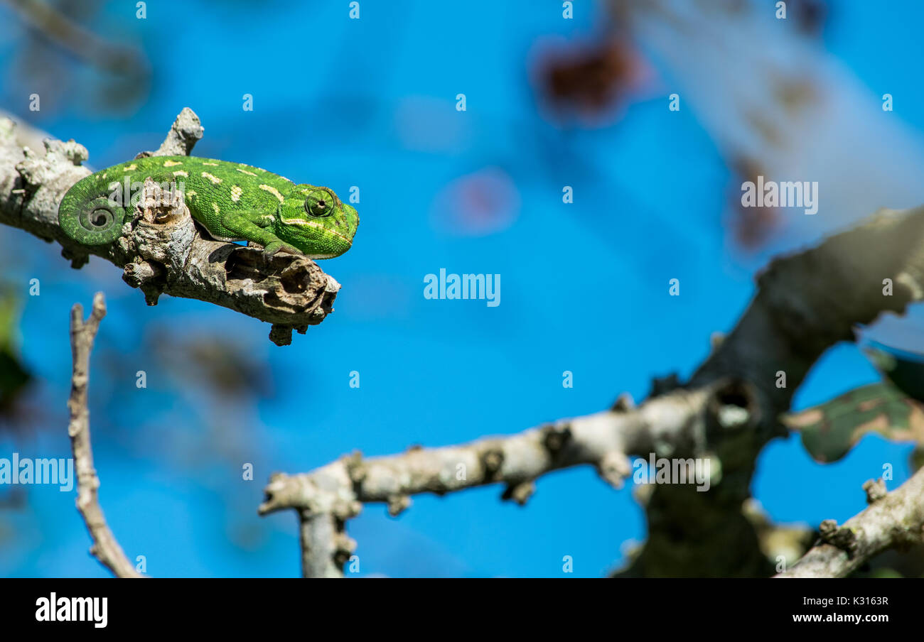 A Mediterranean Chameleon resting on a twig and observing his surroundings with his tail curled up, Malta. Stock Photo