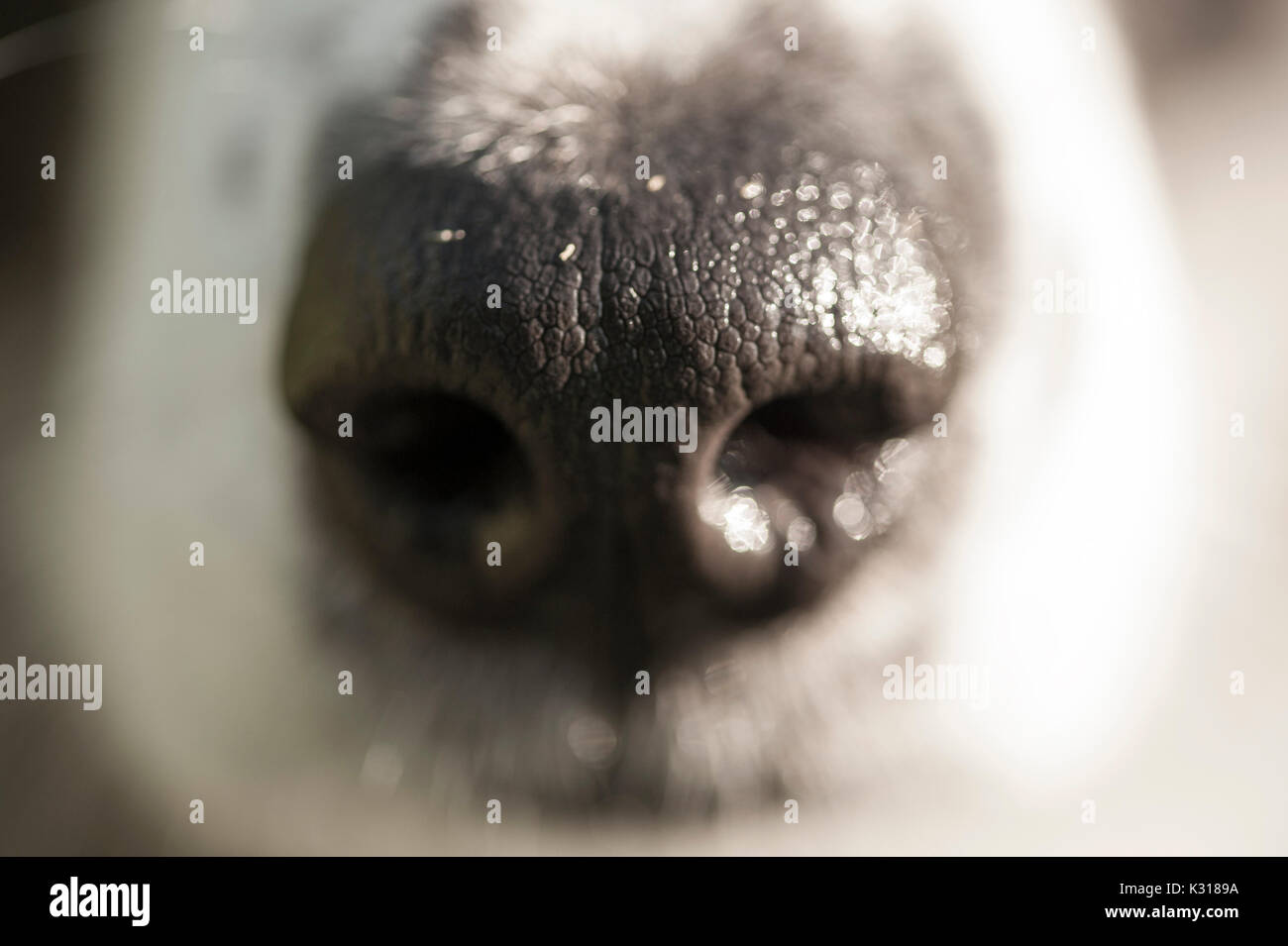 Close up view of a dog's wet nose in sunlight. Bits of plant matter visible on the nose pad. Stock Photo