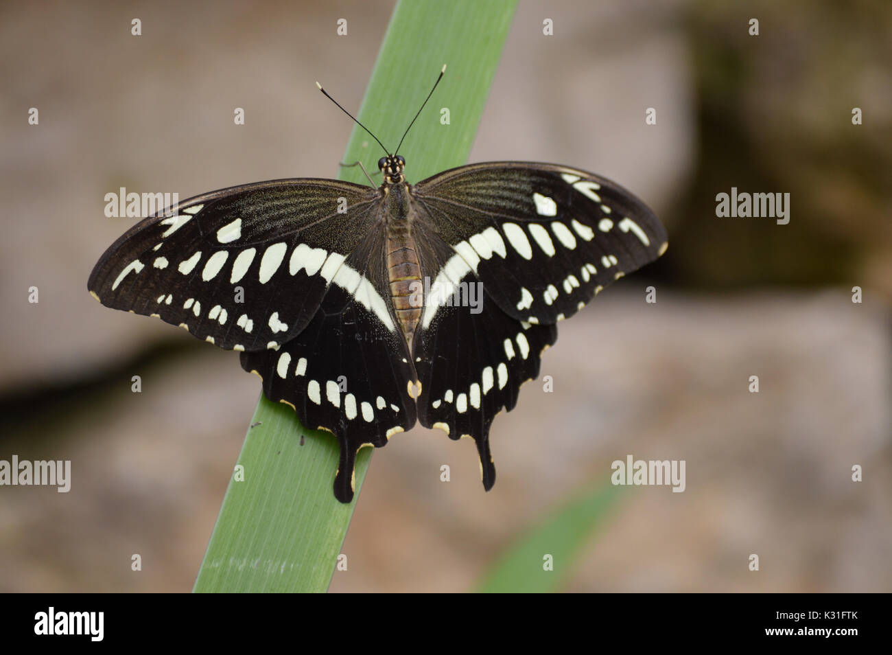 Butterfly in the garden Stock Photo - Alamy