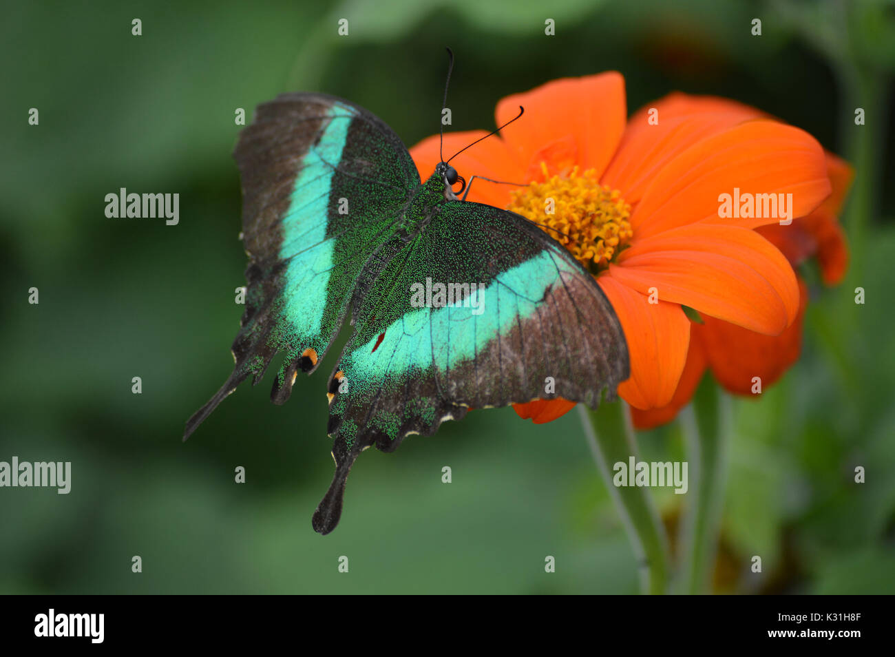 Butterfly in the garden Stock Photo - Alamy