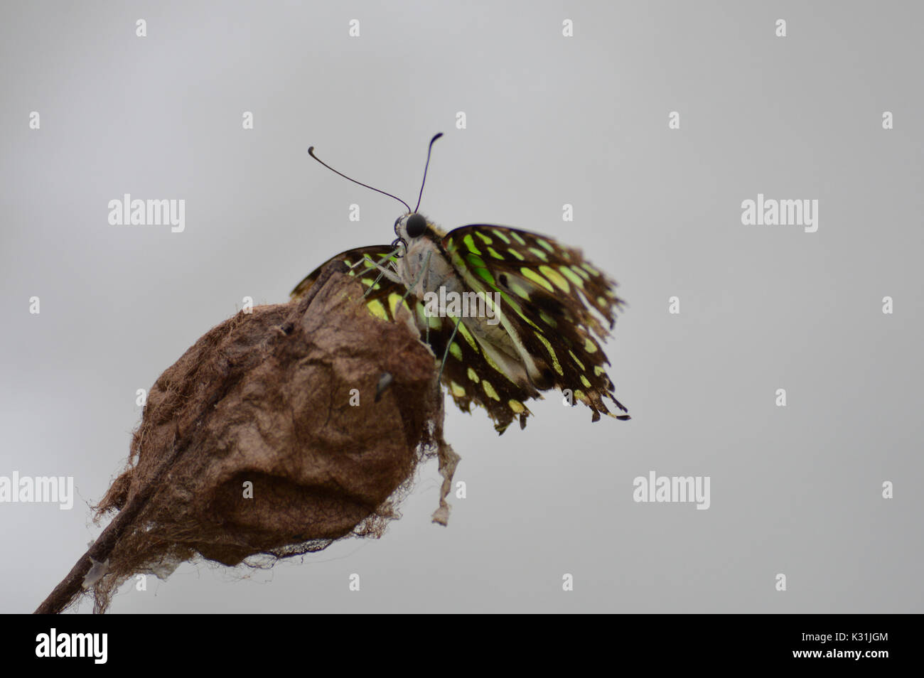 Garden fauna hi-res stock photography and images - Alamy