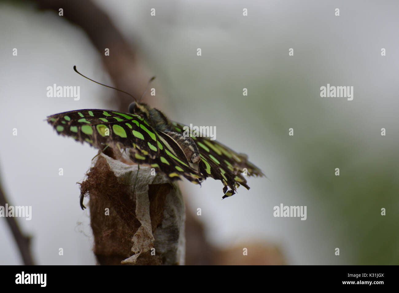 Garden fauna hi-res stock photography and images - Alamy