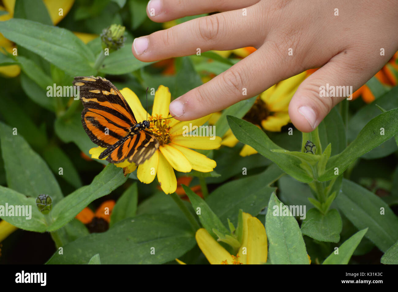 Butterfly in the garden Stock Photo - Alamy